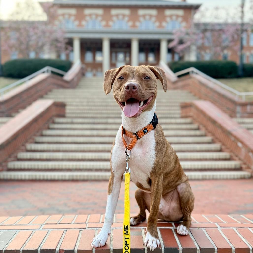 Patch, a Adoptable mixed breed in Durham, NC image 4/6
