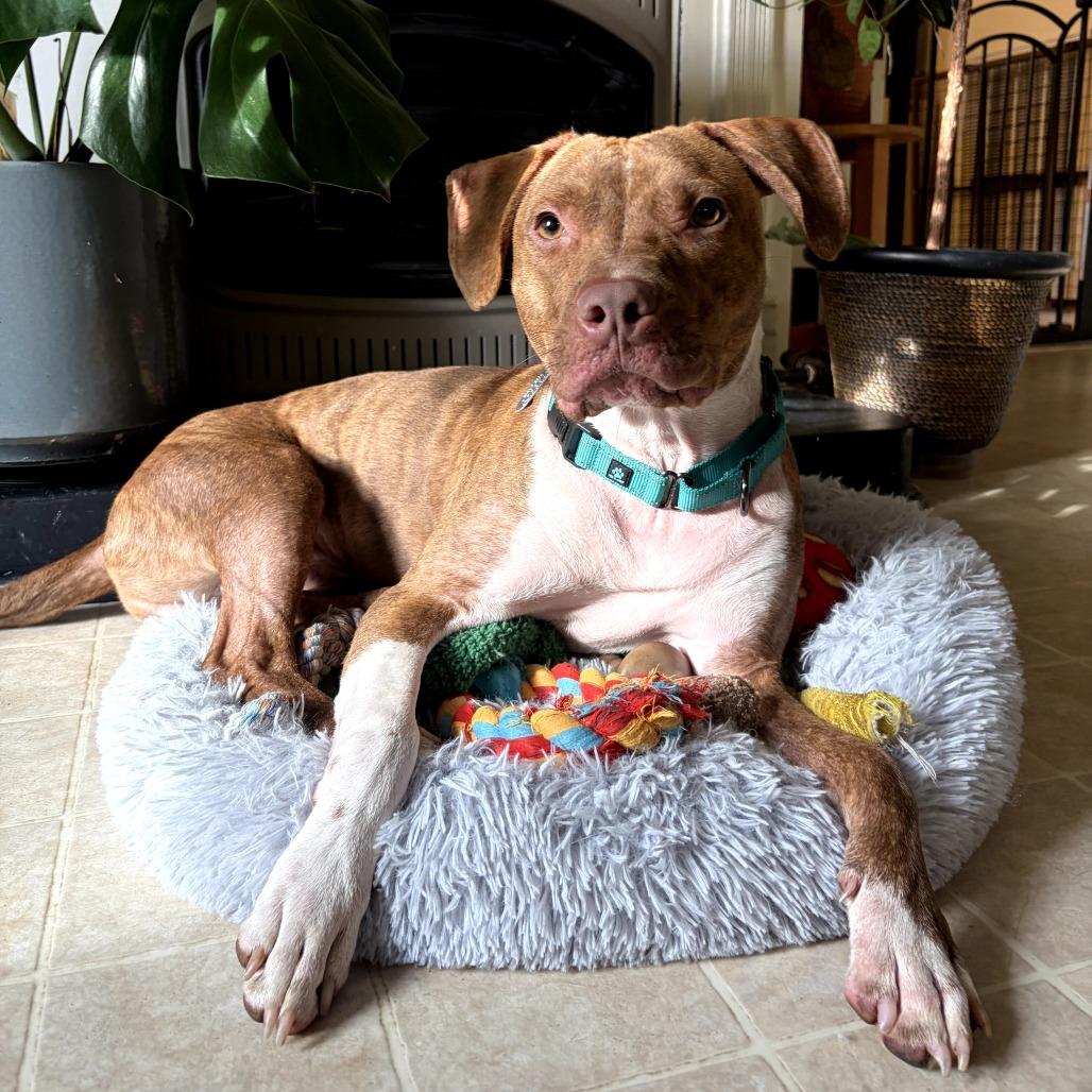 Enlarge Patch, a Adoptable mixed breed in Durham, NC image 5/6