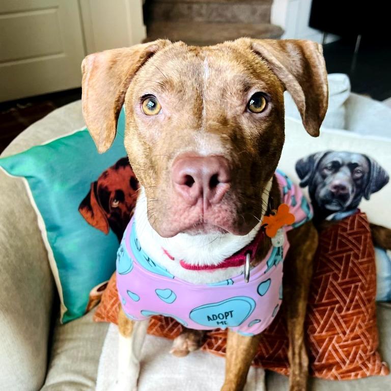 Enlarge Patch, a Adoptable mixed breed in Durham, NC image 6/6