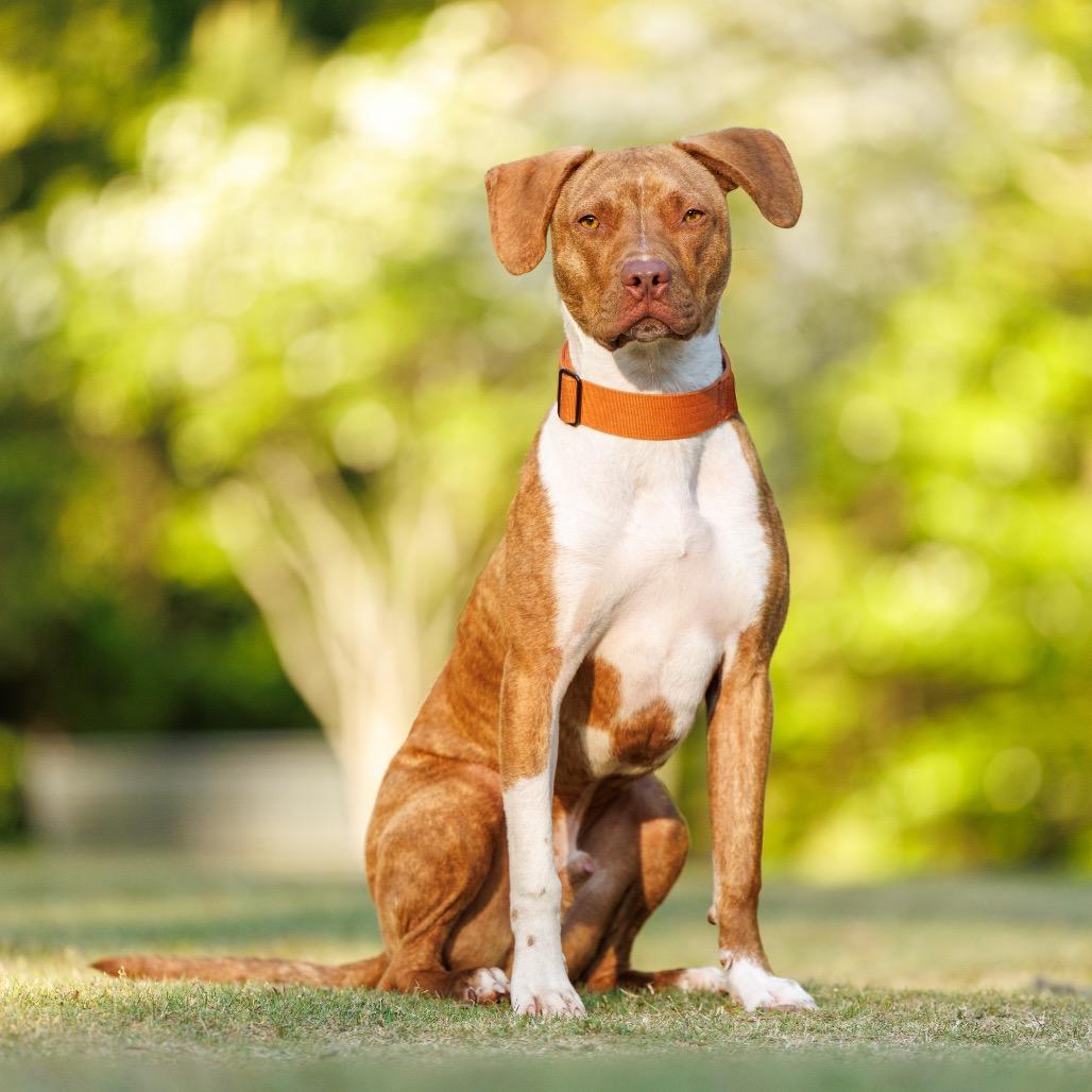 Enlarge Patch, a Adoptable mixed breed in Durham, NC image 6/6