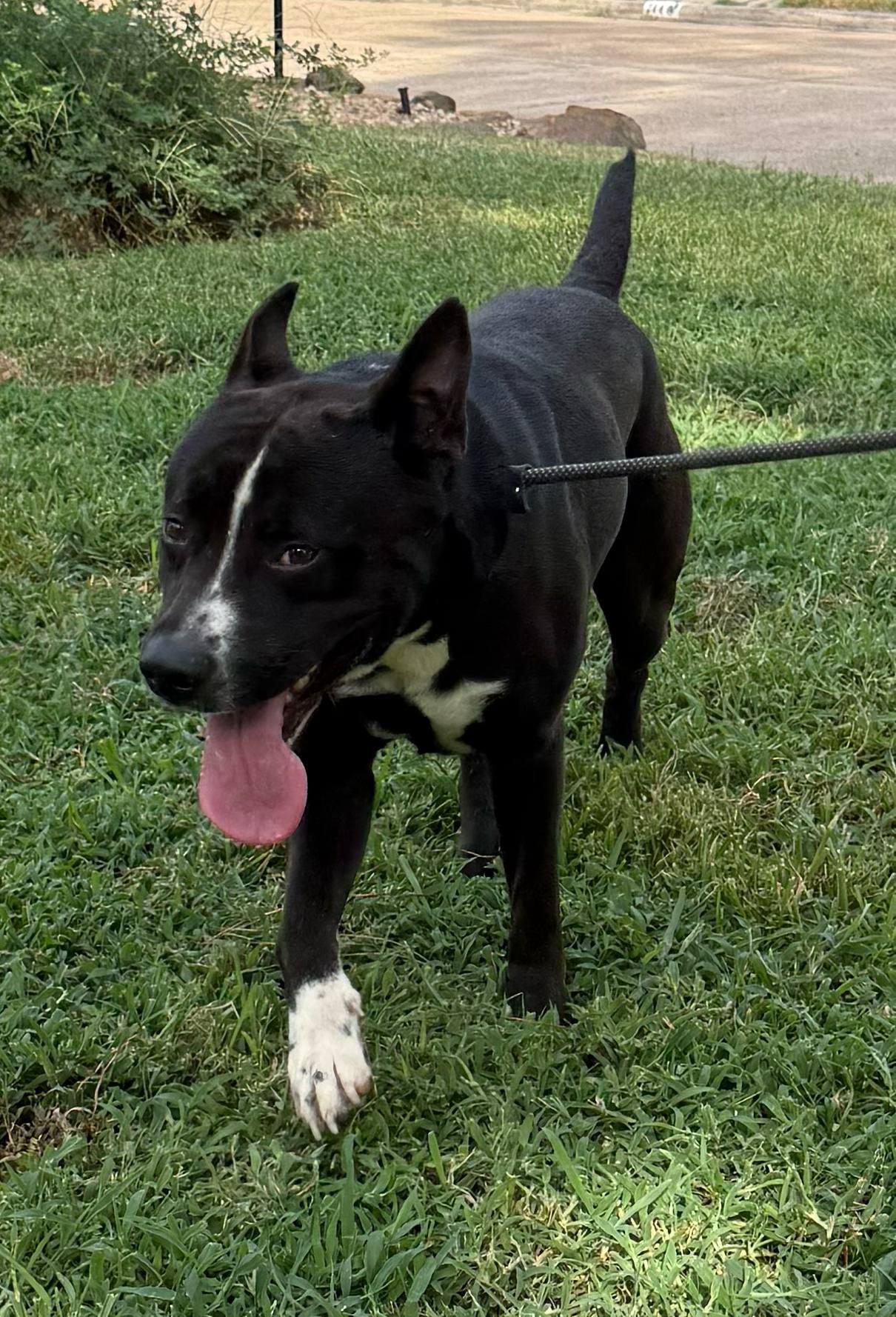 Oreo