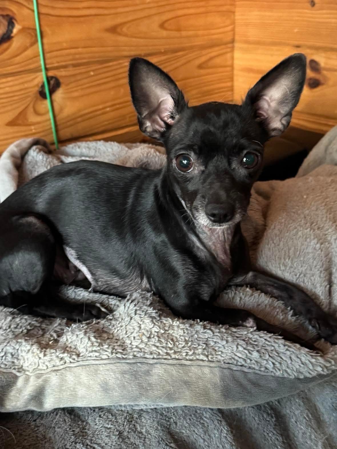 Enlarge Anna, a ADOPTABLE mixed breed in Boston, MA image 3/4