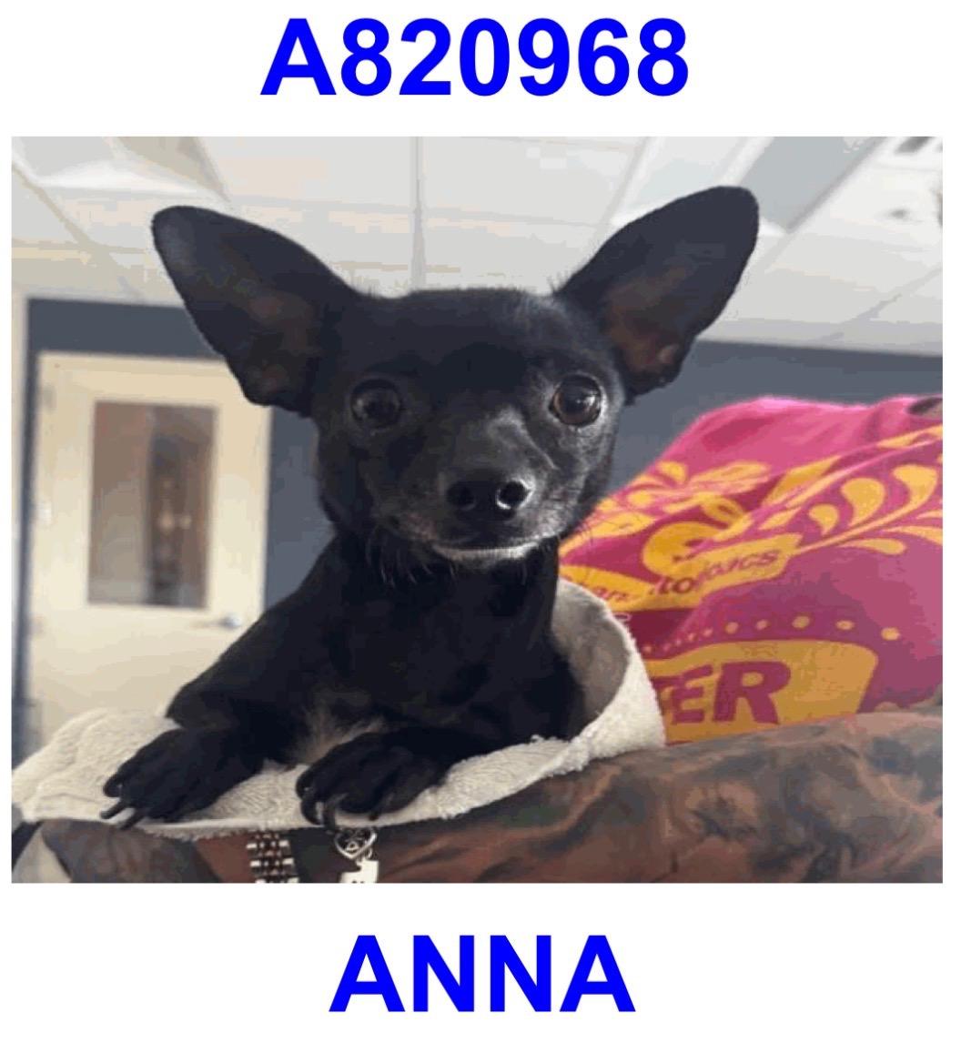 Anna, ADOPTABLE, Young Female Chihuahua & Jack Russell Terrier.