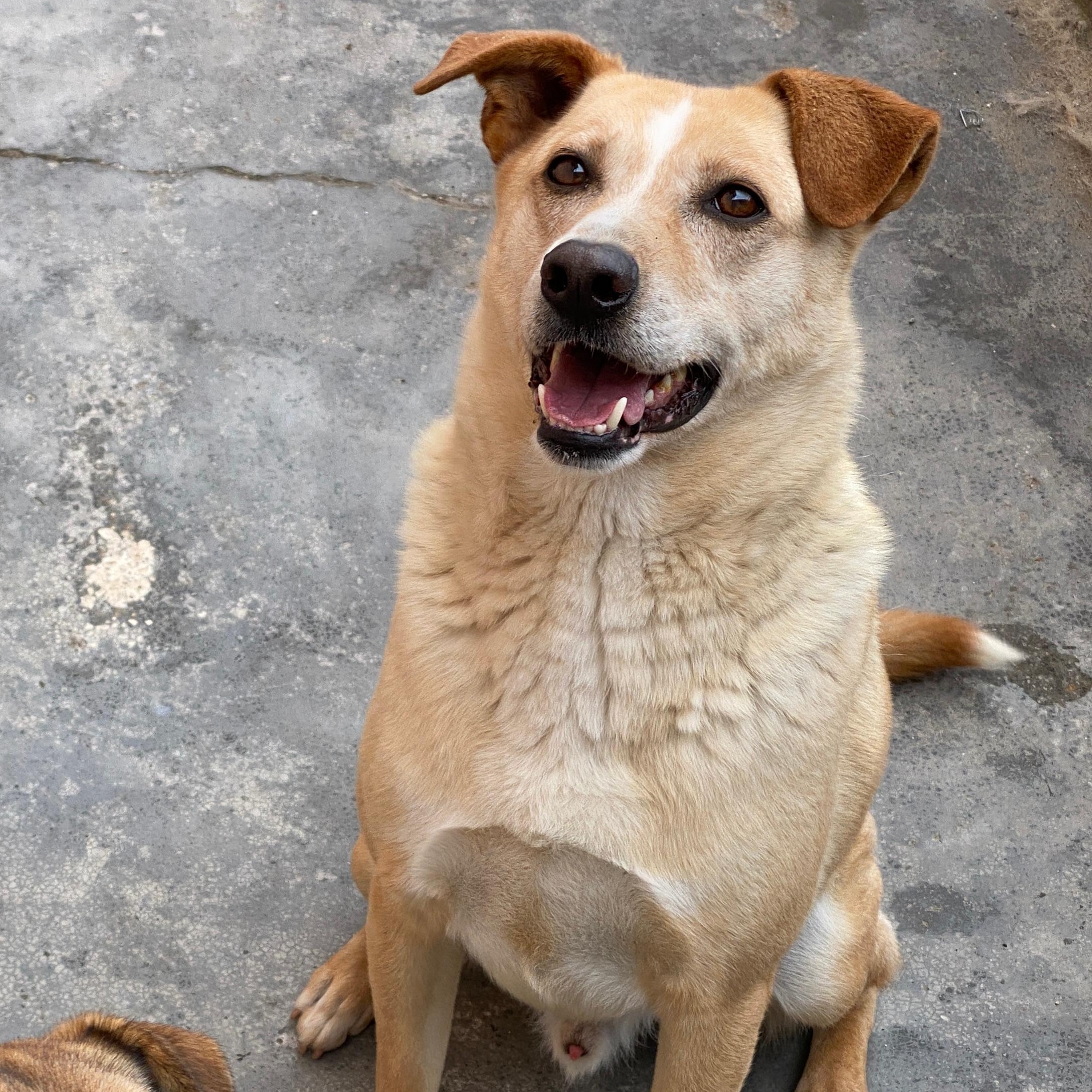 Tyrion , a ADOPTABLE mixed breed in Tijuana, BCN image 2/2