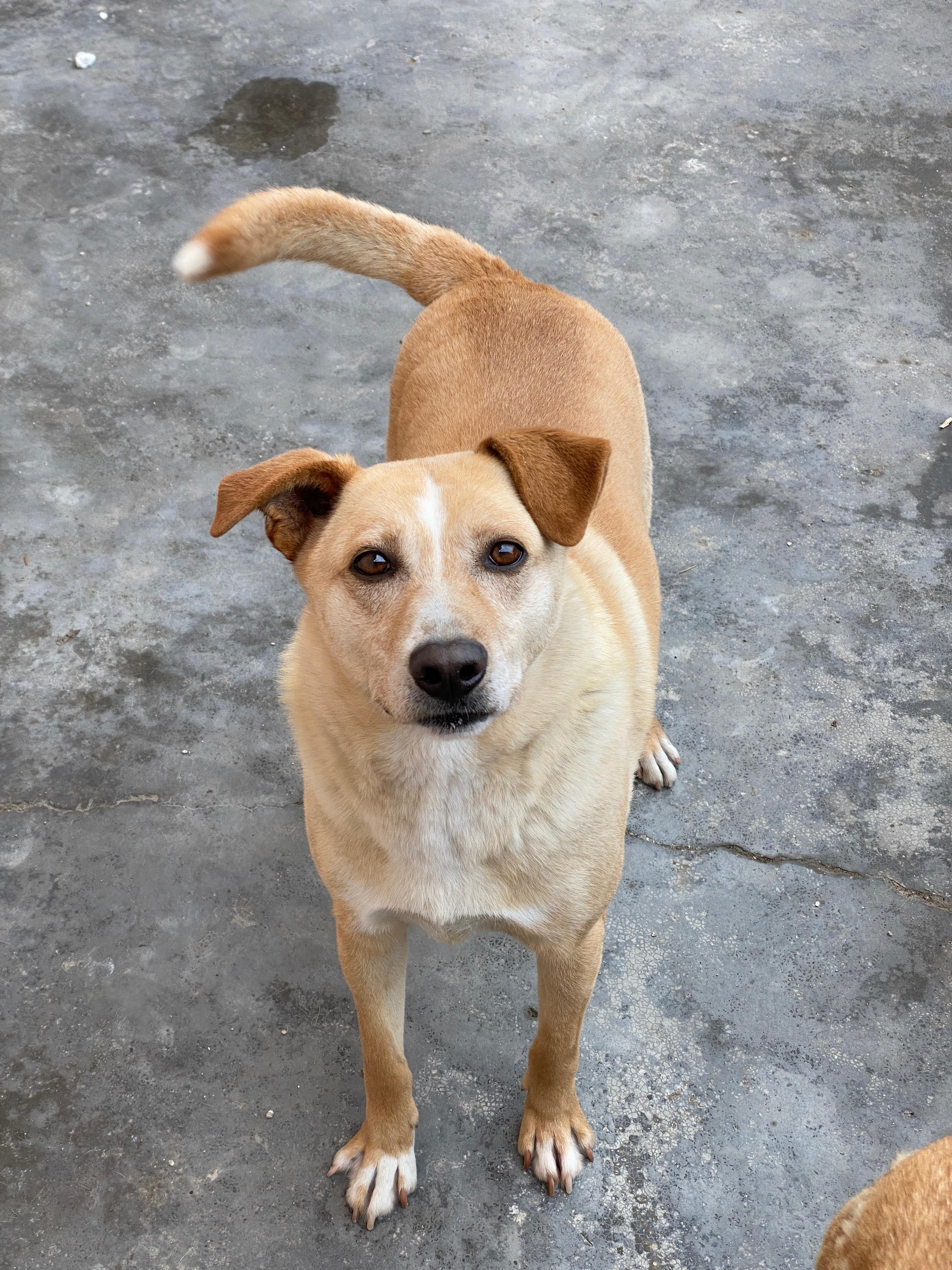 Tyrion , a ADOPTABLE mixed breed in Tijuana, BCN image 1/2