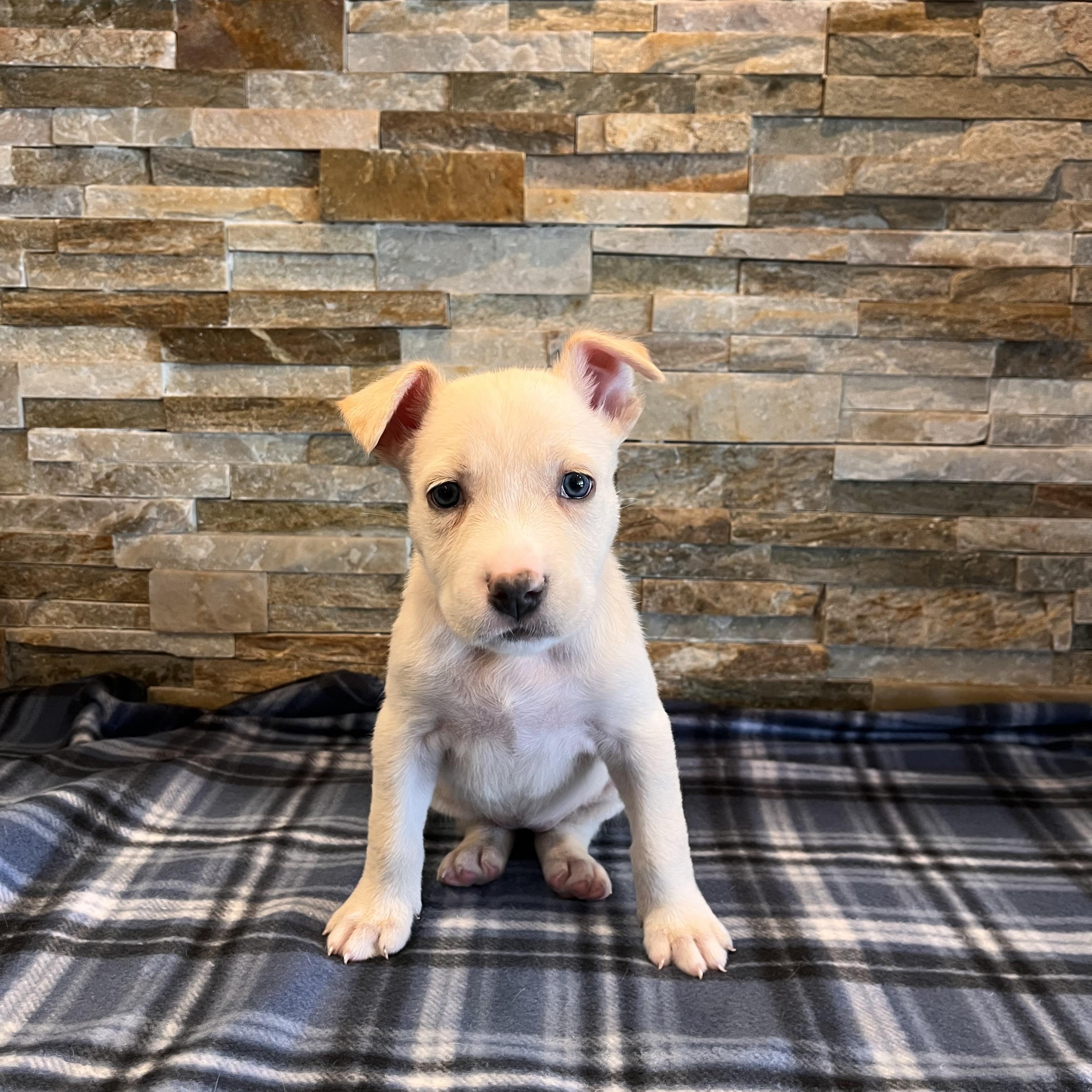 Crimson, Adoptable, Puppy Male Pit Bull Terrier.