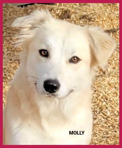 Molly, adopted, Young Female Golden Retriever.