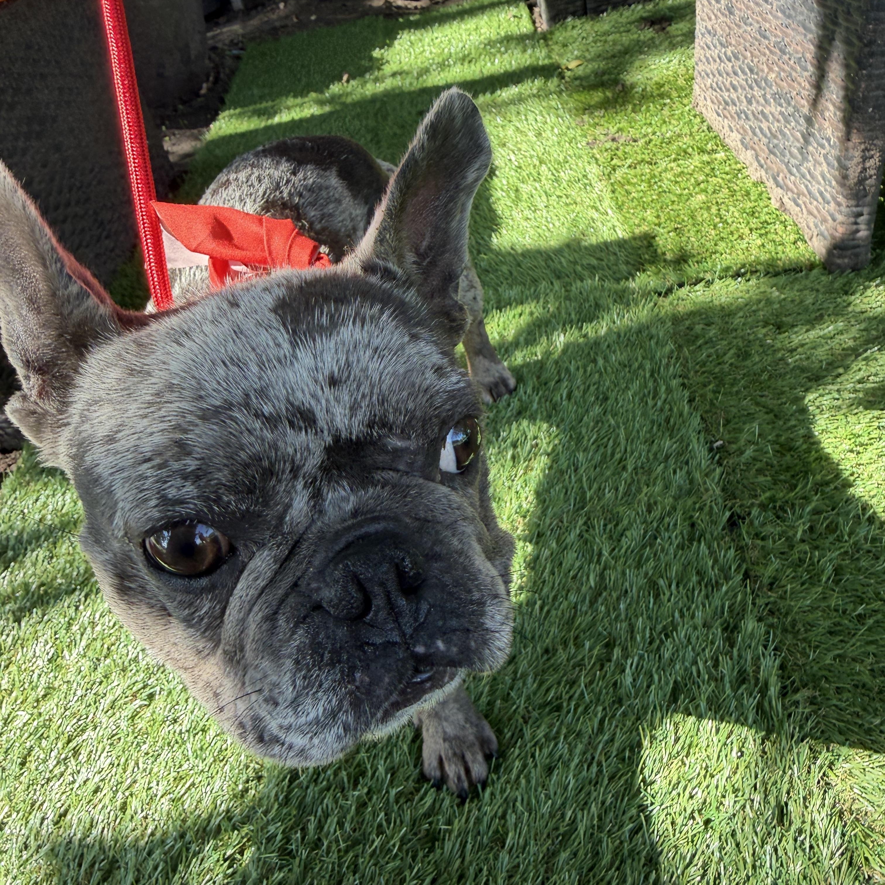 Enlarge Katrina, a Adoptable French Bulldog in Westerly, RI image 3/4