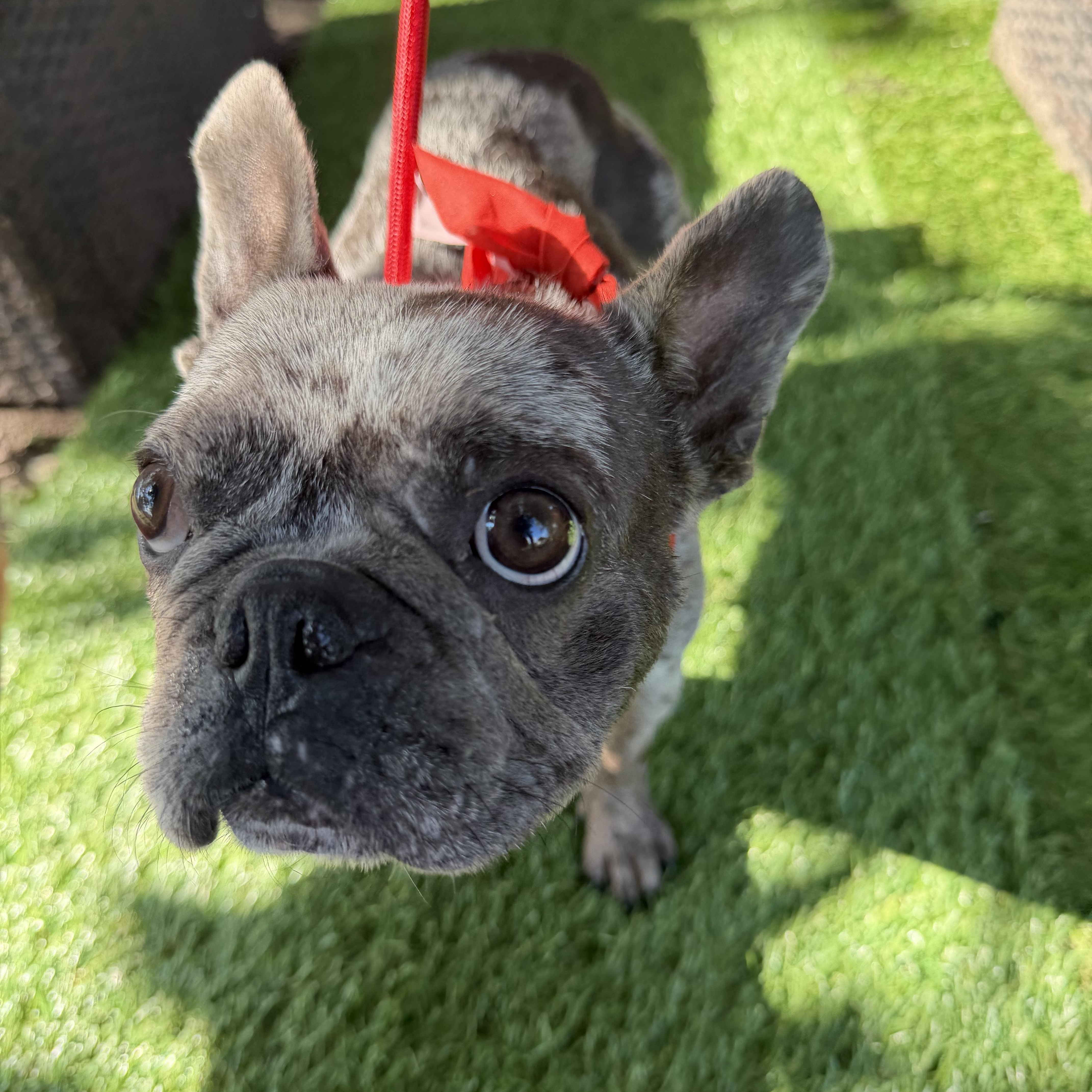 Enlarge Katrina, a Adoptable French Bulldog in Westerly, RI image 2/4