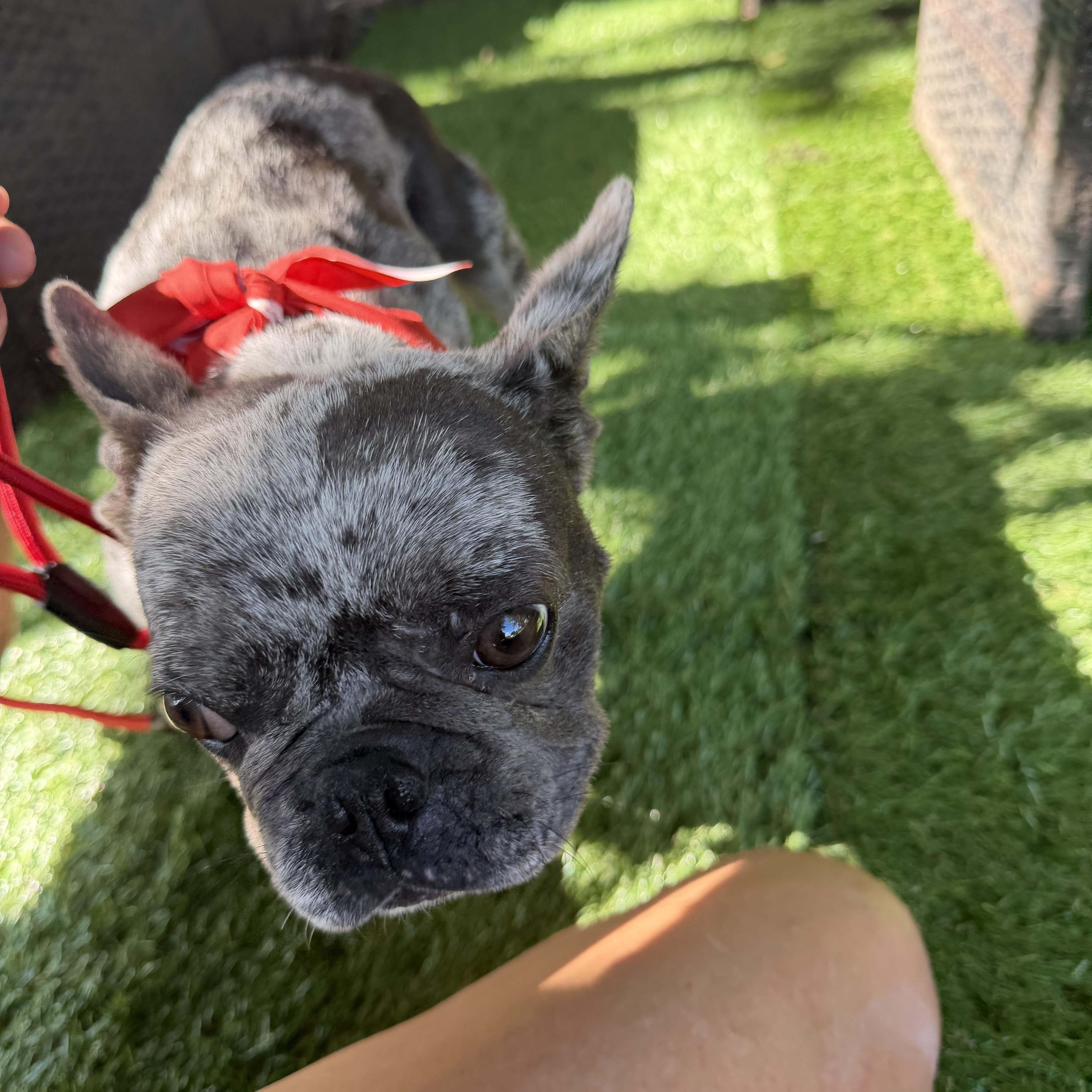 Katrina, Adoptable, Adult Female French Bulldog.