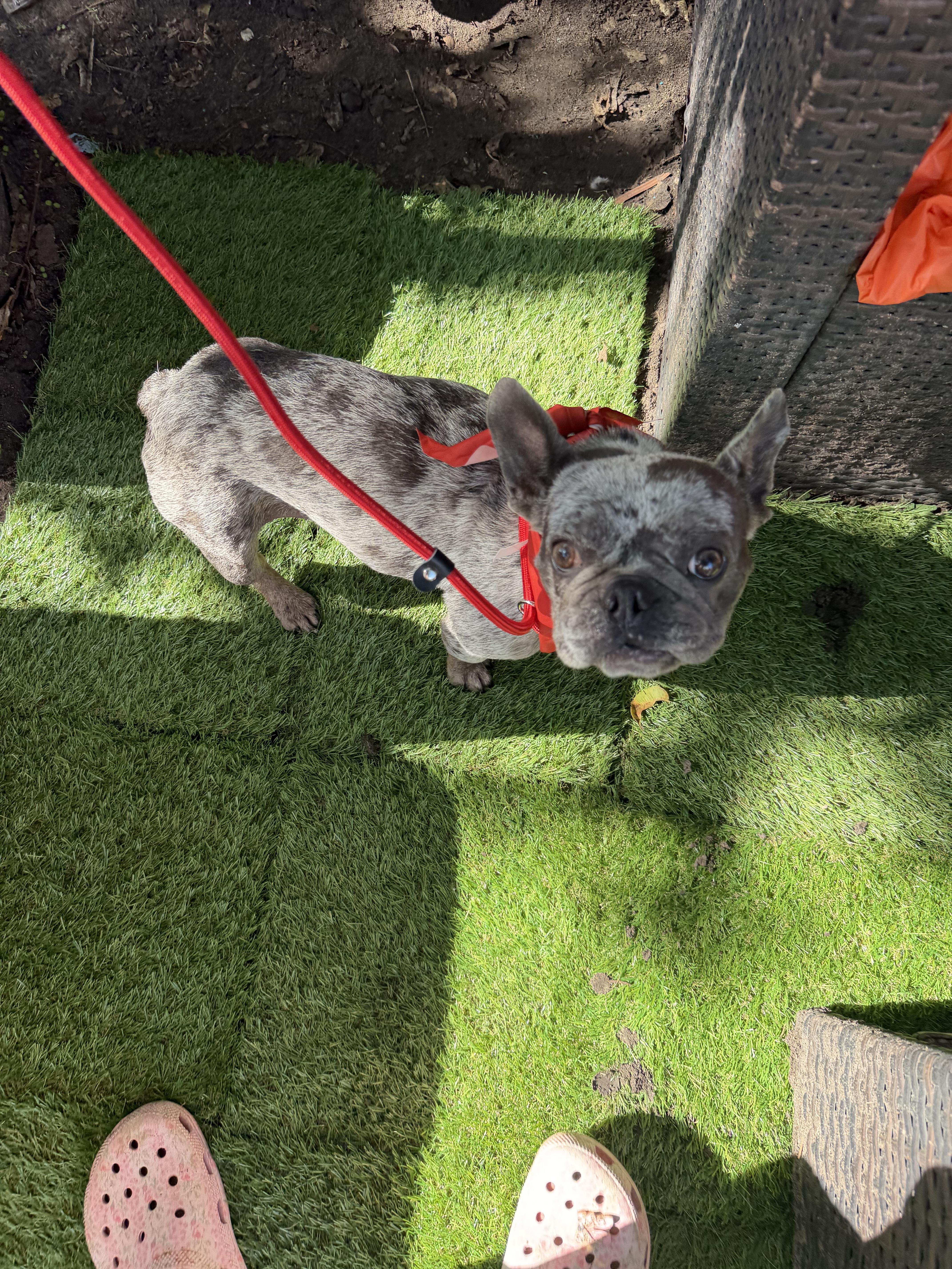 Enlarge Katrina, a Adoptable French Bulldog in Westerly, RI image 4/4