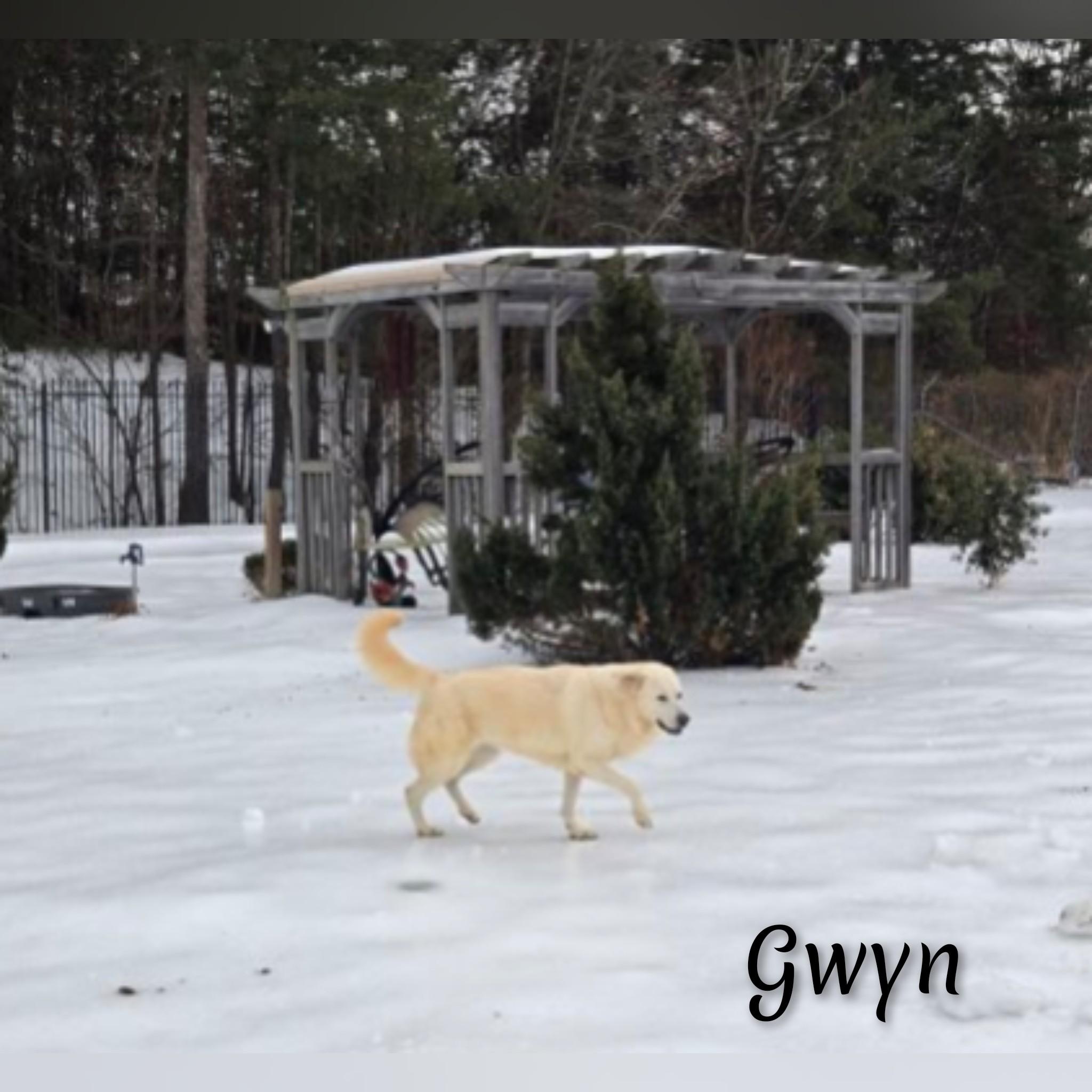 Gwyn thumbnail 3