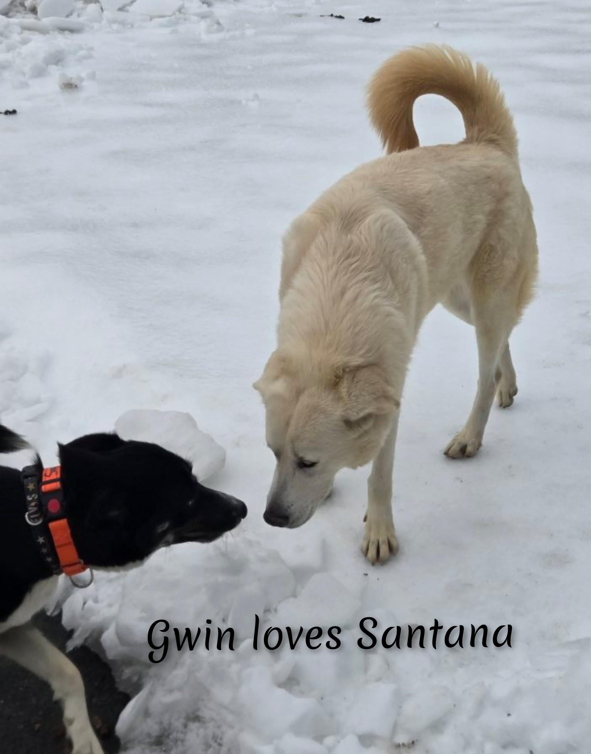 Enlarge Gwyn, a ADOPTABLE mixed breed in Fredericksburg, VA image 2/6