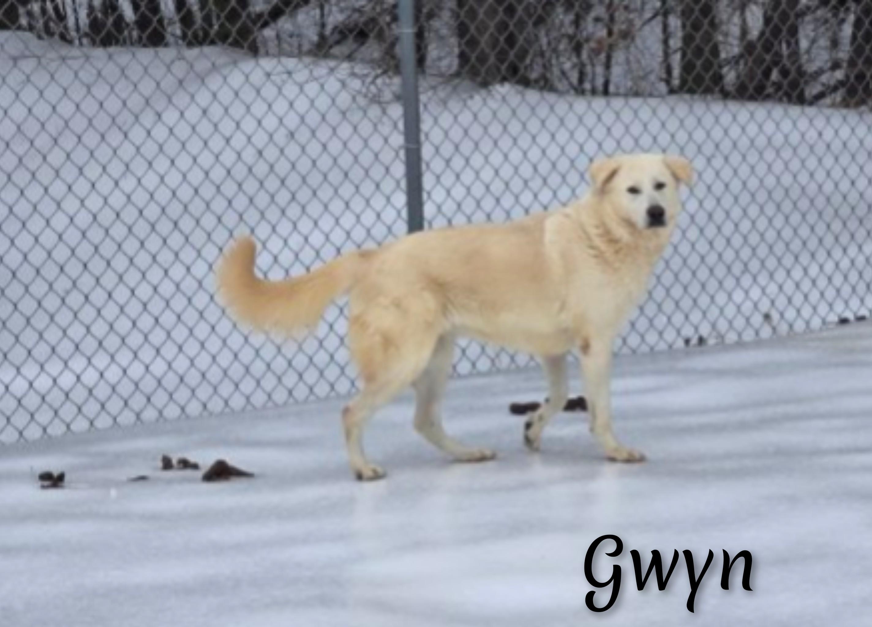 Enlarge Gwyn, a ADOPTABLE mixed breed in Fredericksburg, VA image 5/6