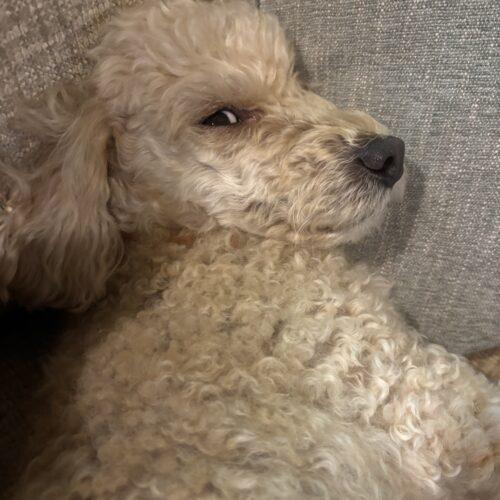 Enlarge Asta, a Adoptable Miniature Poodle in Broken Arrow, OK image 1/5