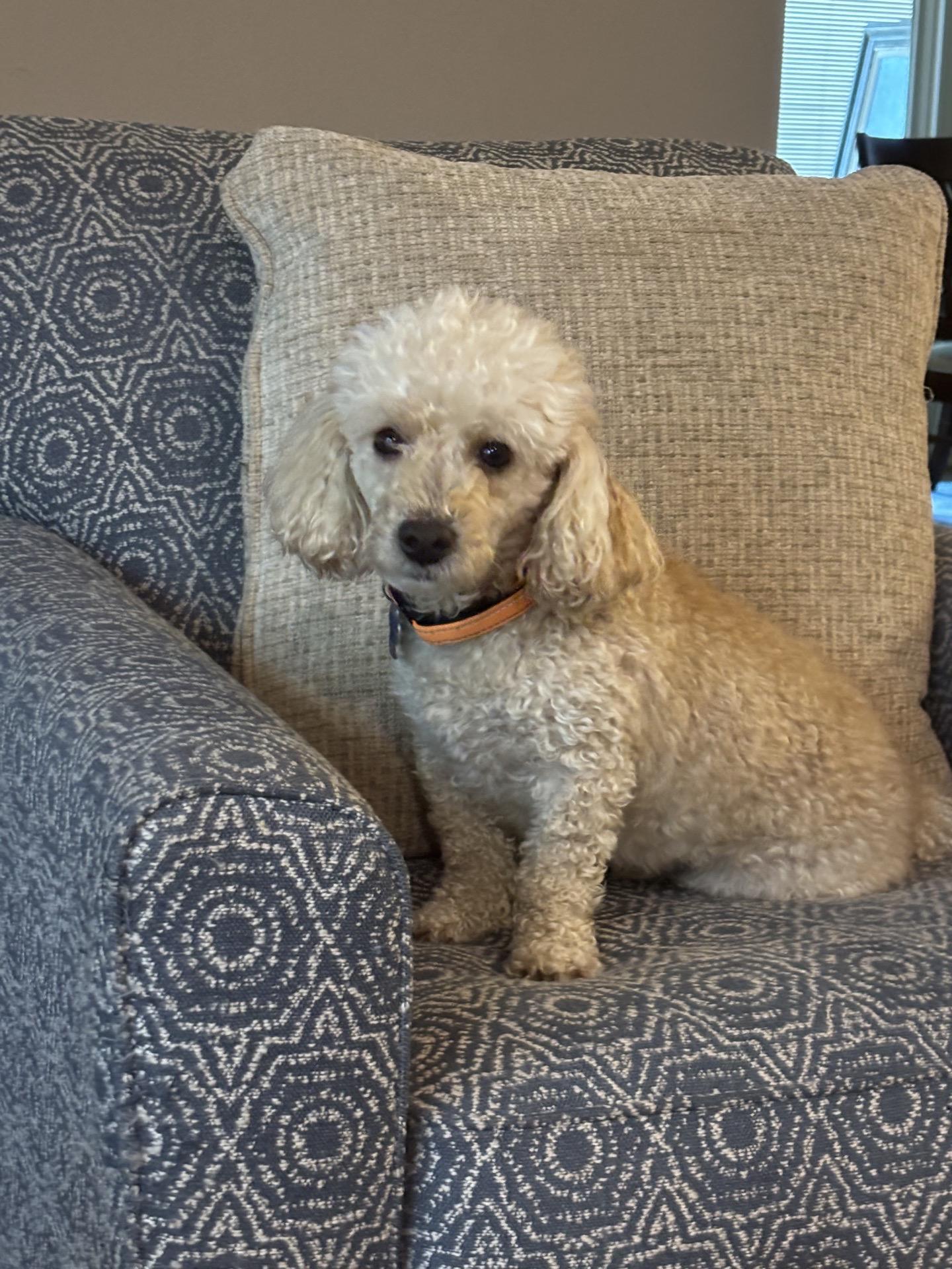 Enlarge Asta, a Adoptable Miniature Poodle in Broken Arrow, OK image 2/5