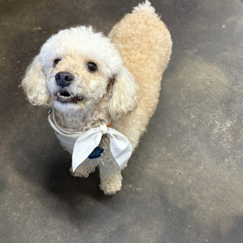 Enlarge Asta, a Adoptable Miniature Poodle in Broken Arrow, OK image 2/6