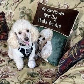 Enlarge Asta, a Adoptable Miniature Poodle in Broken Arrow, OK image 3/5