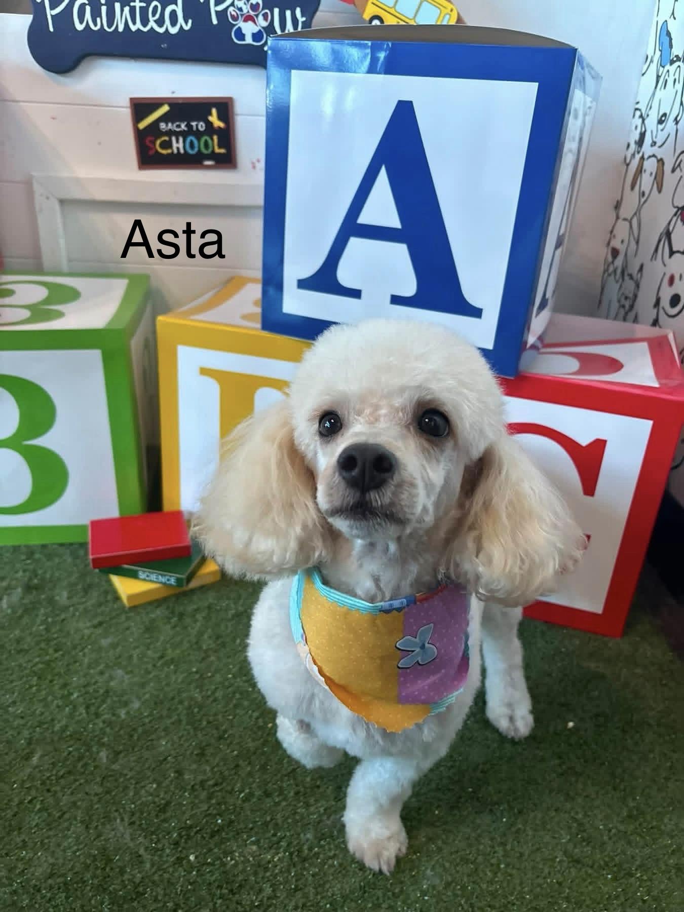Enlarge Asta, a Adoptable Miniature Poodle in Broken Arrow, OK image 4/6