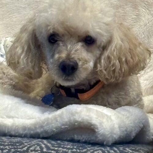Enlarge Asta, a Adoptable Miniature Poodle in Broken Arrow, OK image 4/5