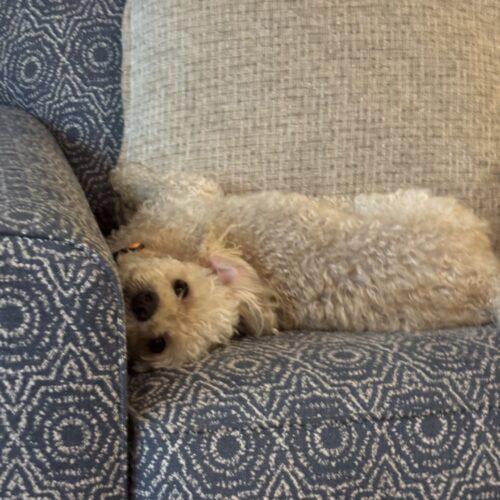 Enlarge Asta, a Adoptable Miniature Poodle in Broken Arrow, OK image 5/5