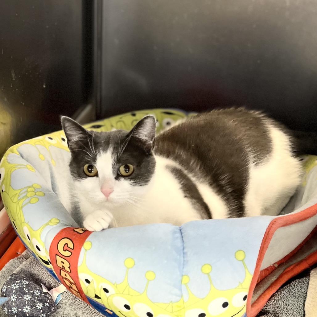 Roxana, Adoptable, Adult Female Domestic Short Hair.