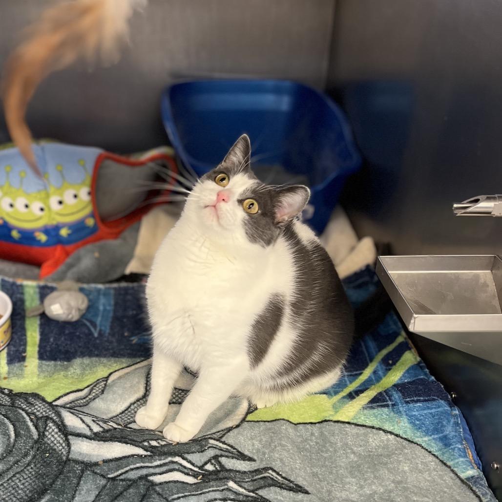 Enlarge Roxana, a Adoptable Domestic Short Hair in Portage, MI image 2/4