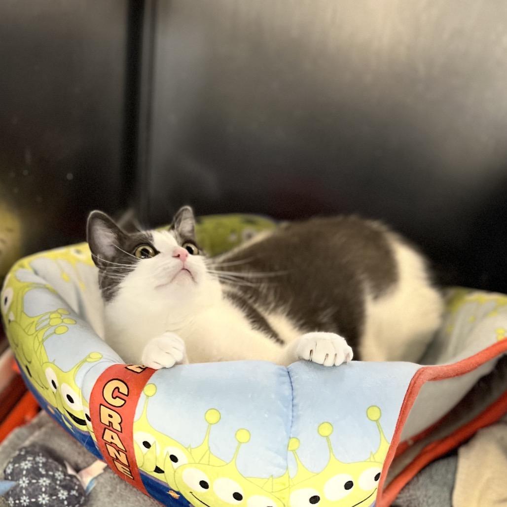 Enlarge Roxana, a Adoptable Domestic Short Hair in Portage, MI image 4/4