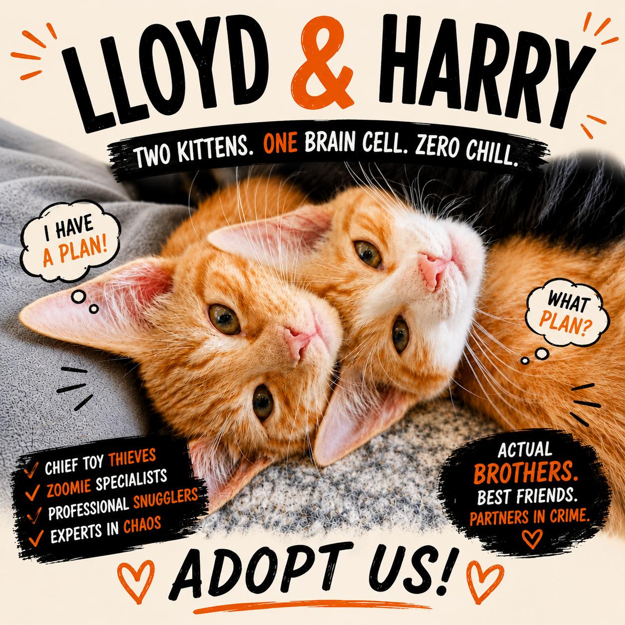 LLOYD & HARRY, an adopted mixed breed in Warwick , RI image 6/6