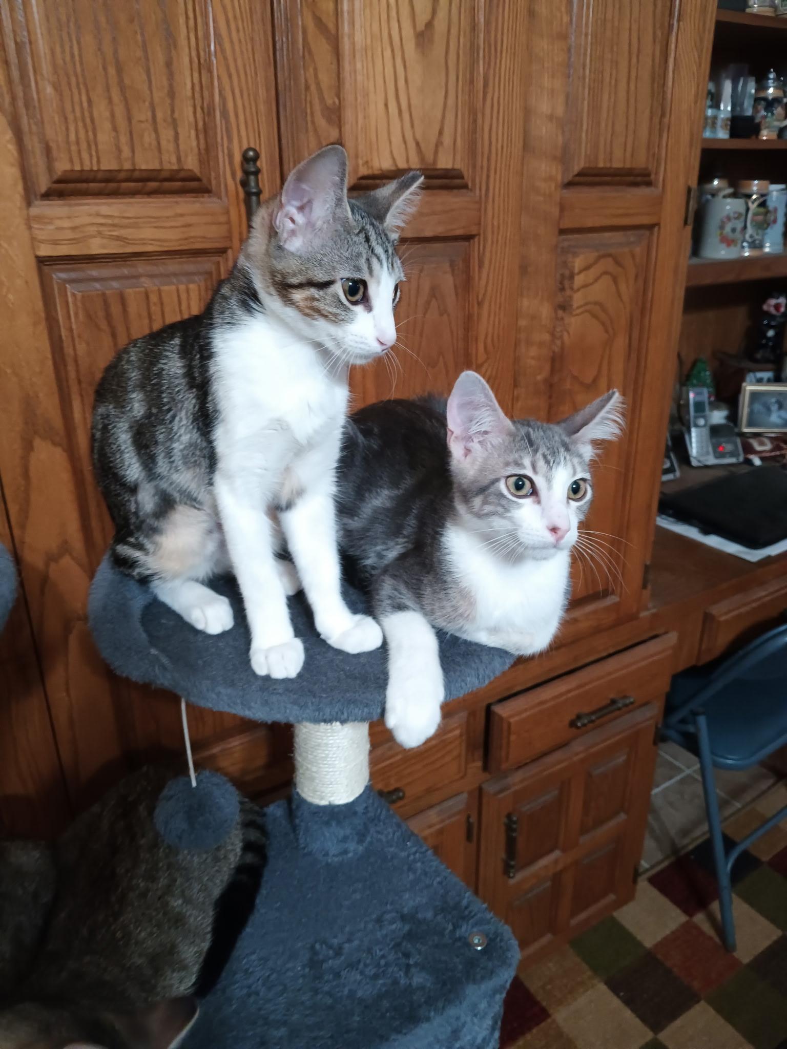 Pip