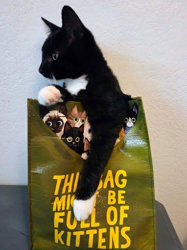 Hatake Wasabi, an adopted mixed breed in Sacramento, CA image 2/3