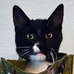 Hatake Wasabi, an adopted mixed breed in Sacramento, CA image 1/3