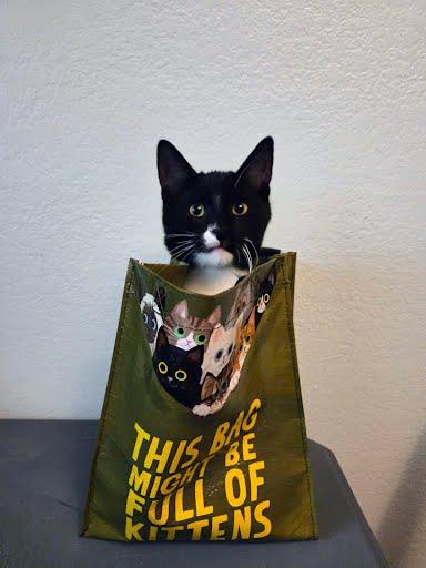 Hatake Wasabi, an adopted mixed breed in Sacramento, CA image 3/3