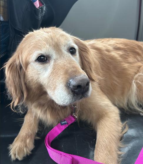 Sandy, ADOPTABLE, Senior Female Golden Retriever.