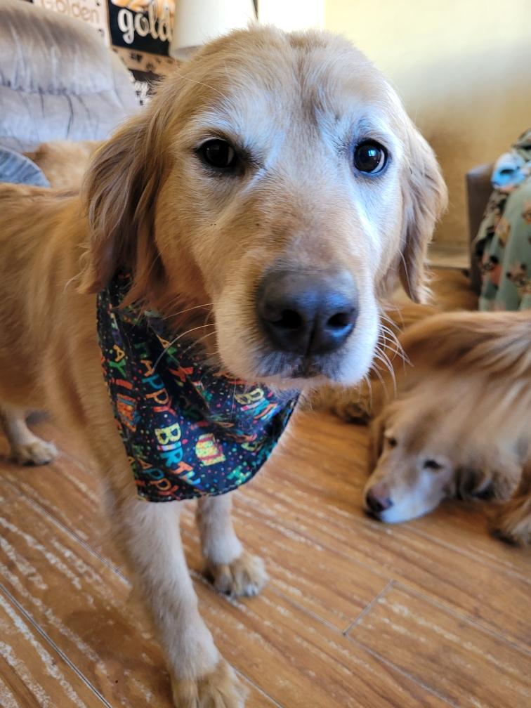Enlarge Sandy, a ADOPTABLE Golden Retriever in Waterville, OH image 1/2