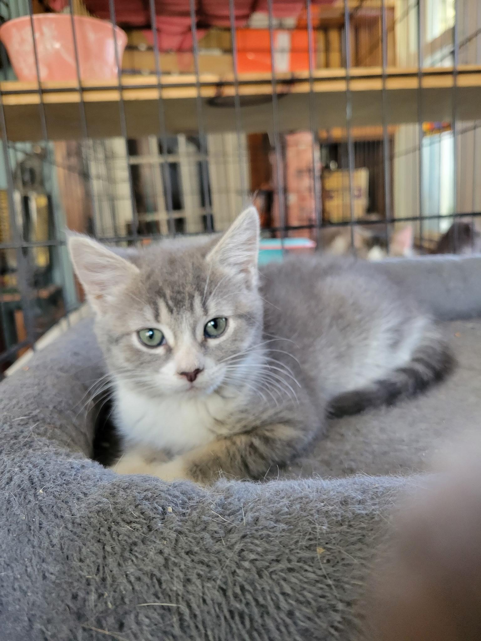 Enlarge Boppy, Tobo & Elphie , a ADOPTABLE Domestic Short Hair in Canton, MA image 4/5