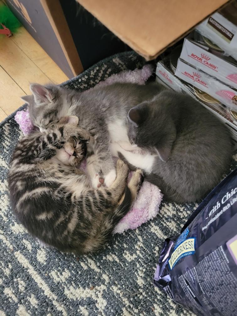 Boppy, Tobo & Elphie , ADOPTABLE, Kitten Male Domestic Short Hair.