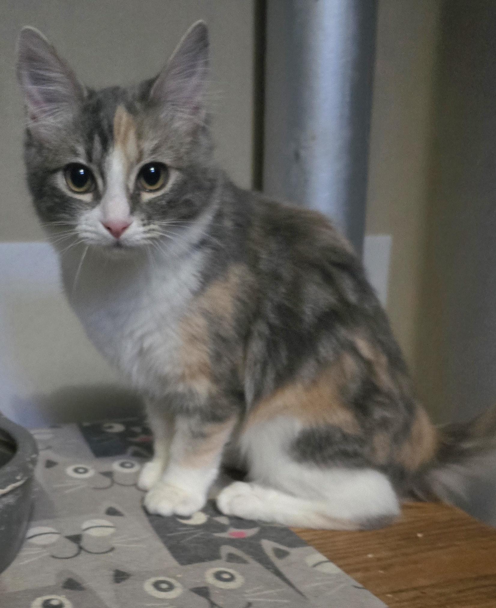 Enlarge Sparrow, a Adoptable mixed breed in Buhl, ID image 1/5