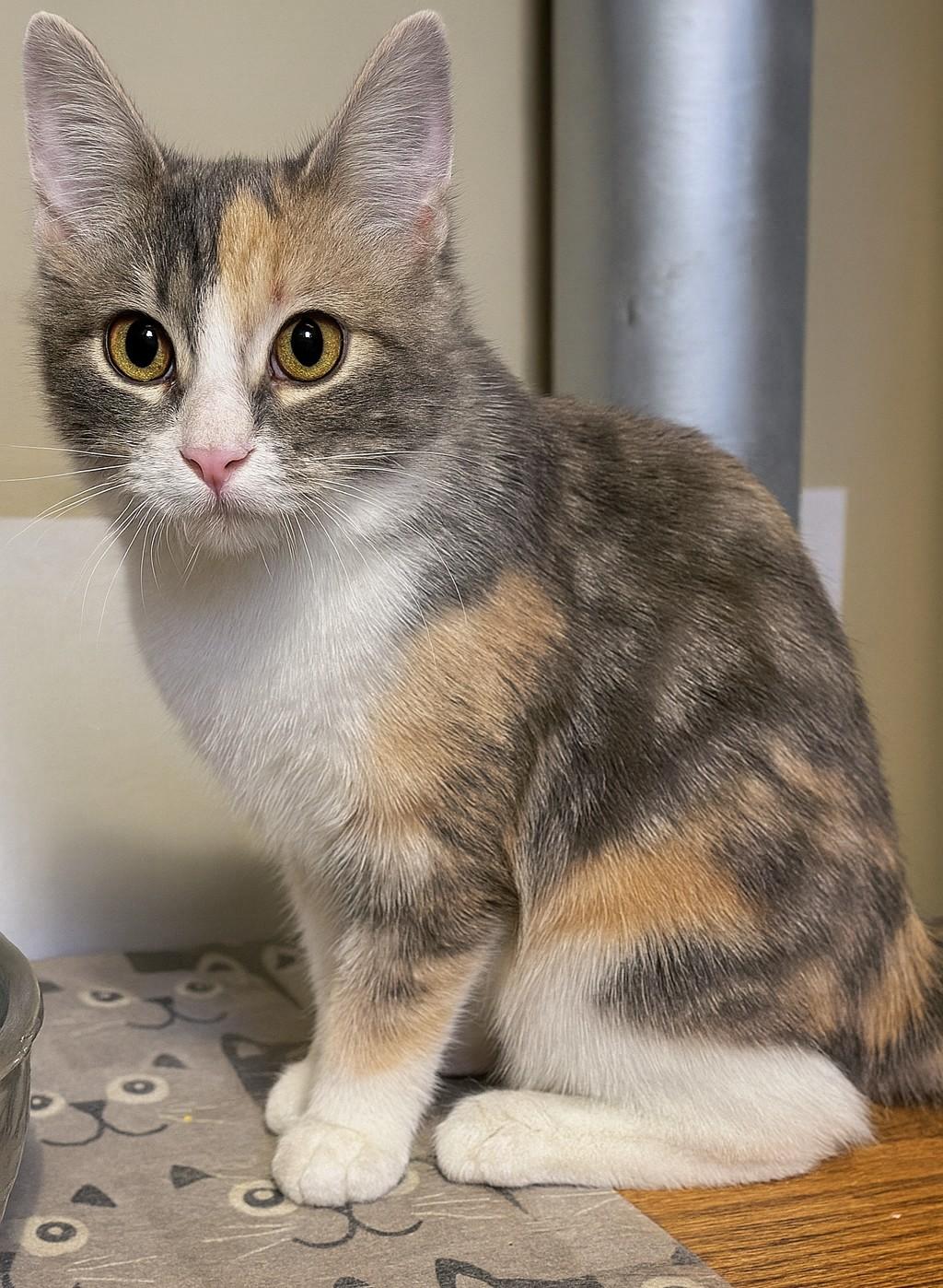 Enlarge Sparrow, a Adoptable mixed breed in Buhl, ID image 2/5