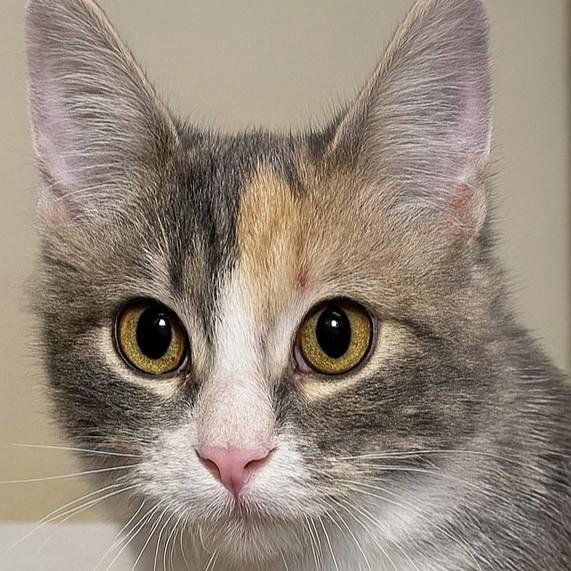 Enlarge Sparrow, a Adoptable mixed breed in Buhl, ID image 3/5