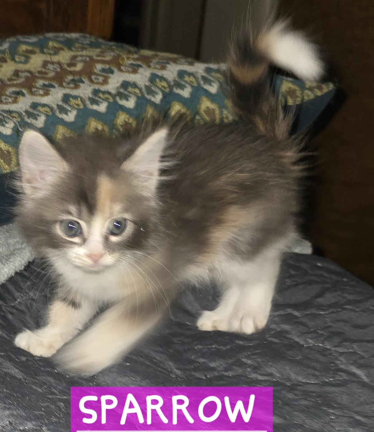 Enlarge Sparrow, a Adoptable mixed breed in Buhl, ID image 5/5