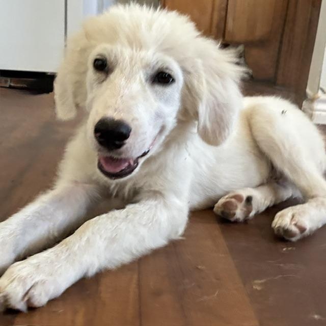 Enlarge Einstein — A Little Genius Looking for His Forever, a Adoptable mixed breed in Rochelle, IL image 3/6