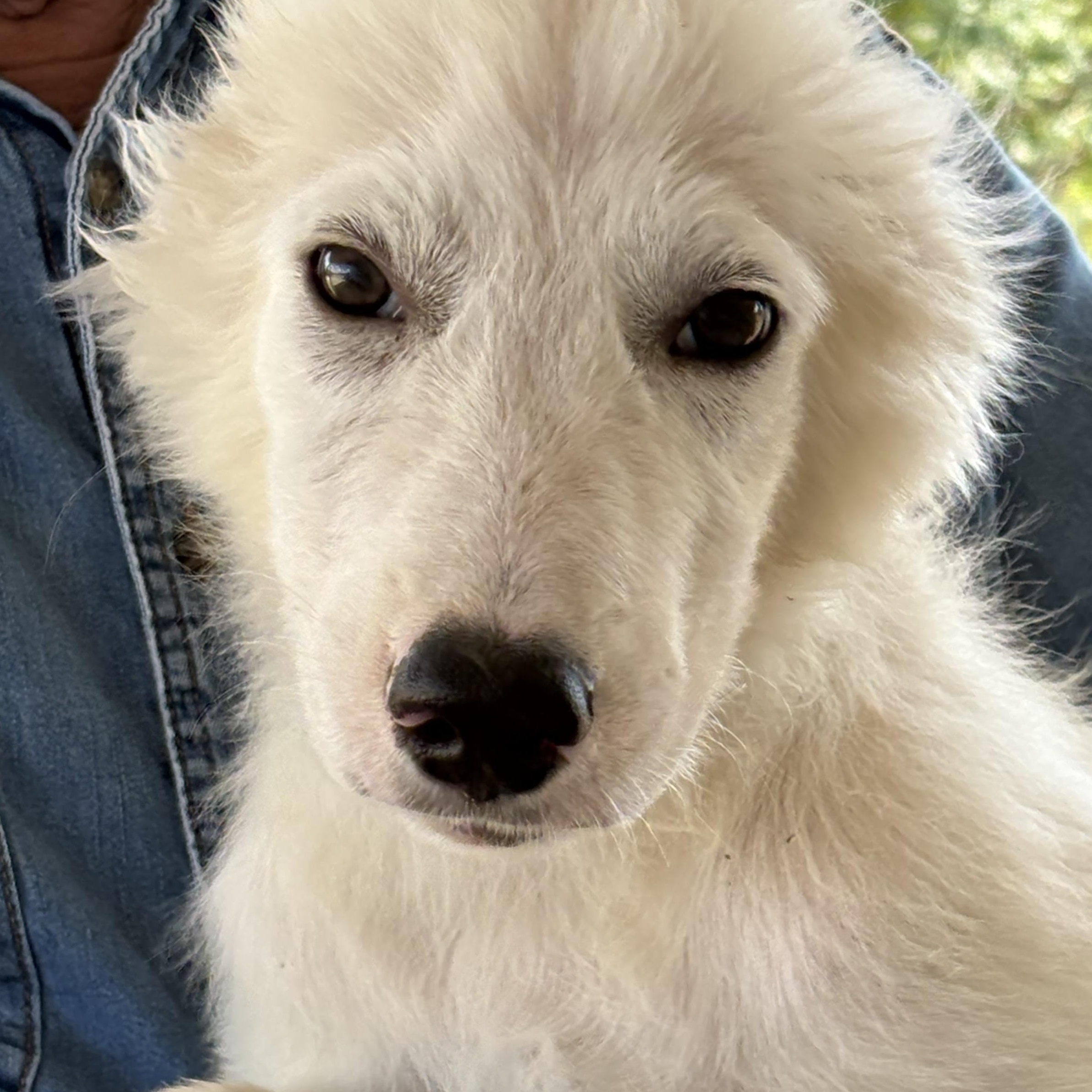 Enlarge Einstein — A Little Genius Looking for His Forever, a Adoptable mixed breed in Rochelle, IL image 2/6