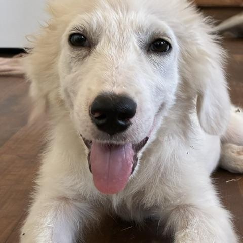 Enlarge Einstein — A Little Genius Looking for His Forever, a Adoptable mixed breed in Rochelle, IL image 6/6