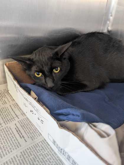 Wally, Adoptable, Adult Male Domestic Short Hair & Domestic Short Hair.
