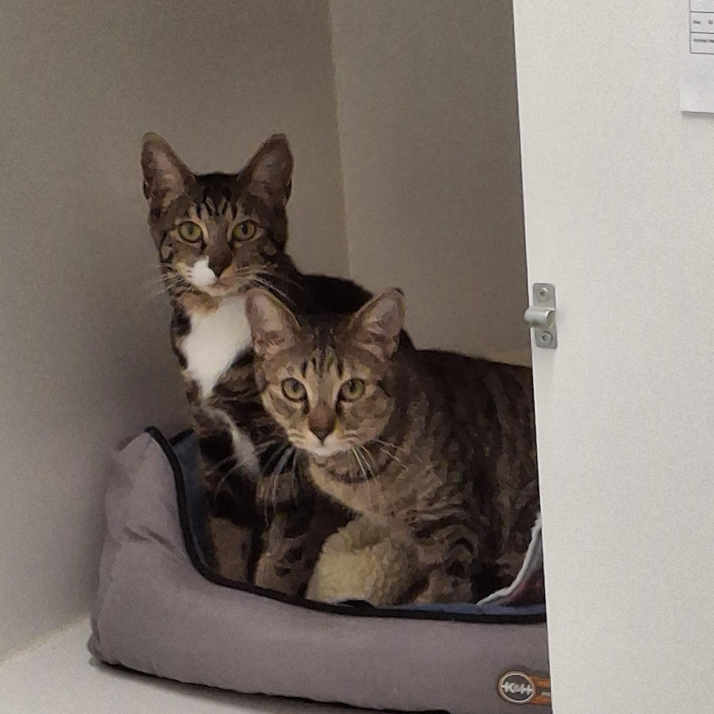 Maxine and Rubina, an adopted Domestic Short Hair in Victoria, BC image 4/4