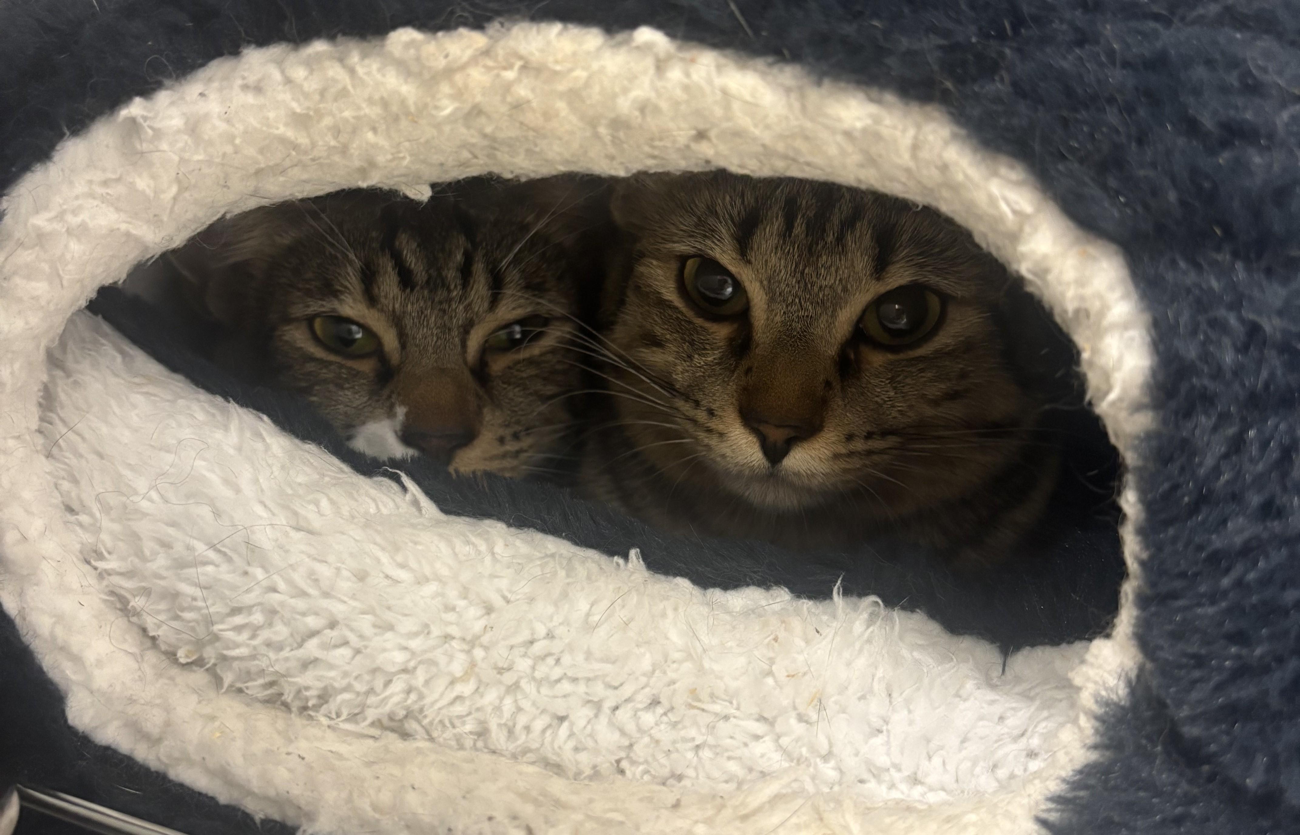 Maxine and Rubina, an adopted Domestic Short Hair in Victoria, BC image 2/4