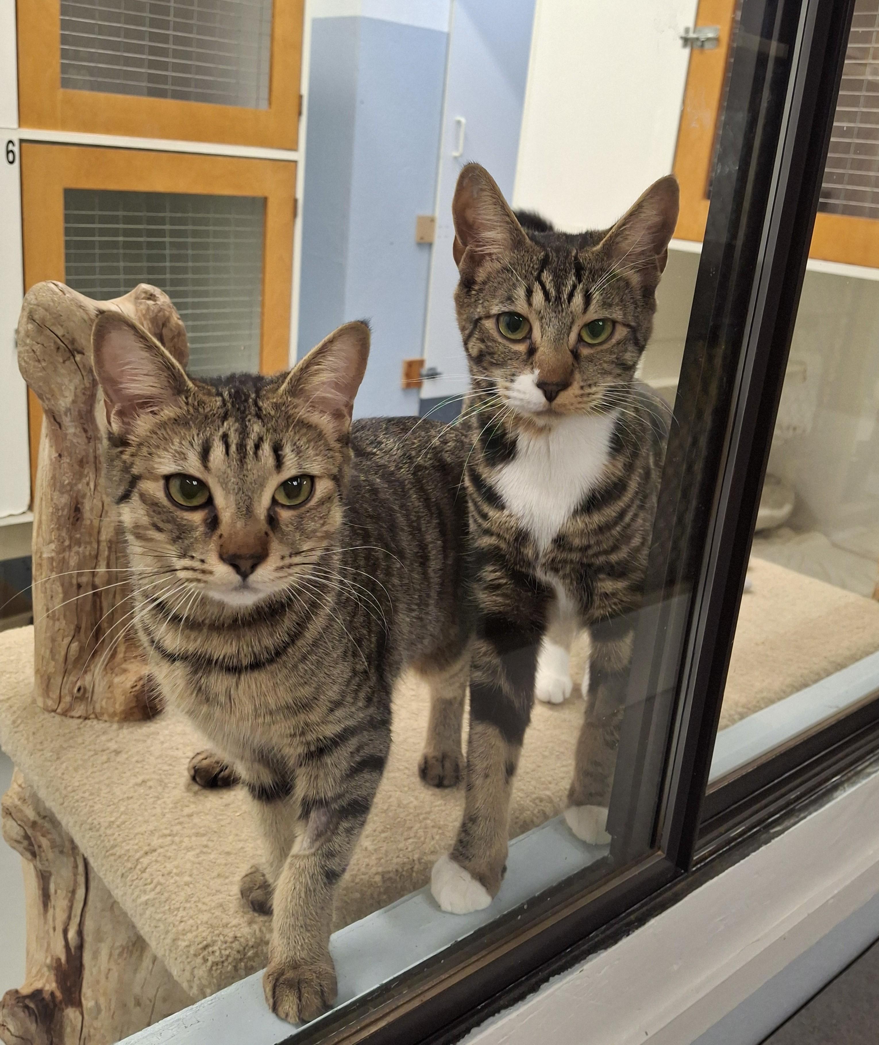Maxine and Rubina, adopted, Young Female Domestic Short Hair.