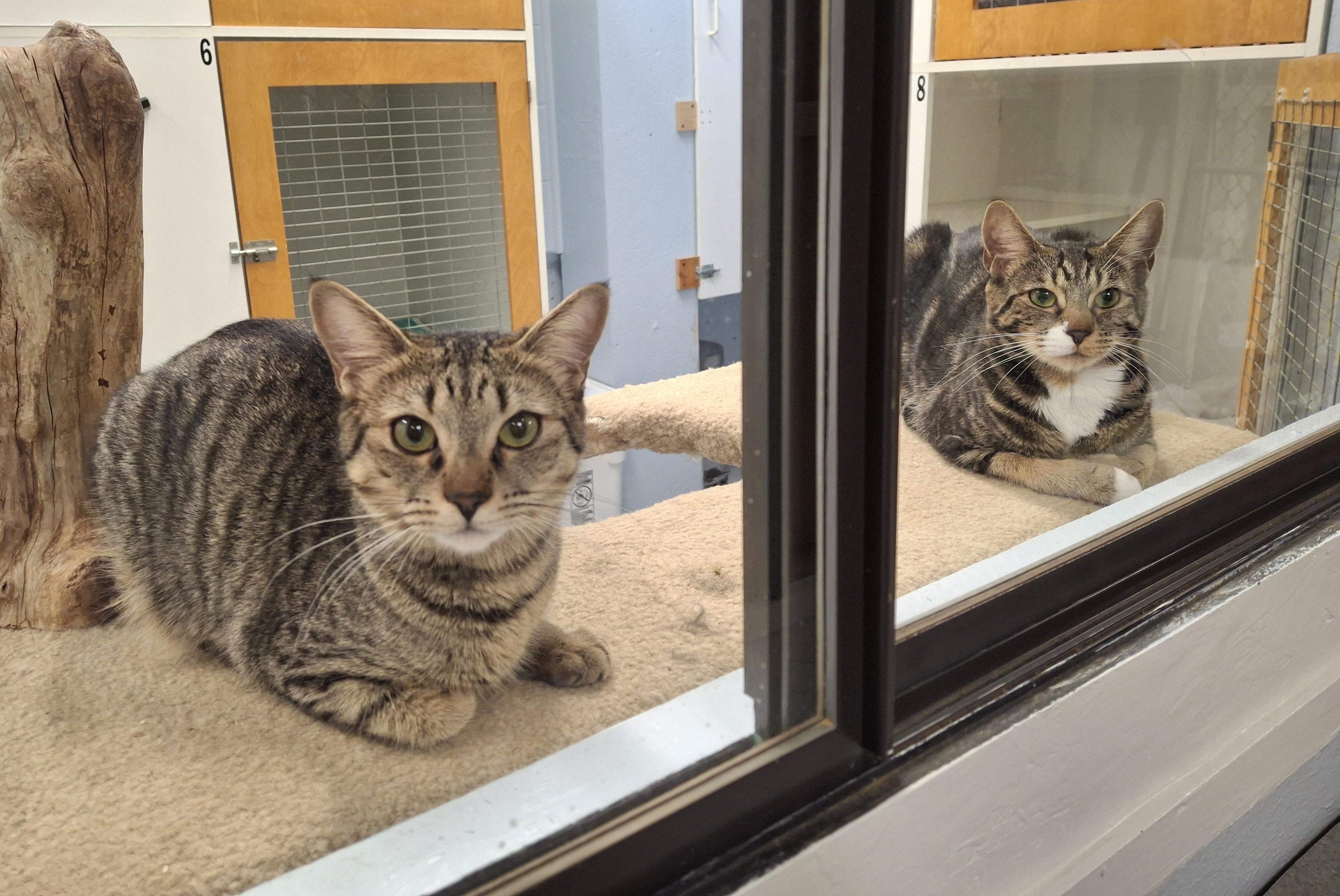Maxine and Rubina, an adopted Domestic Short Hair in Victoria, BC image 3/4