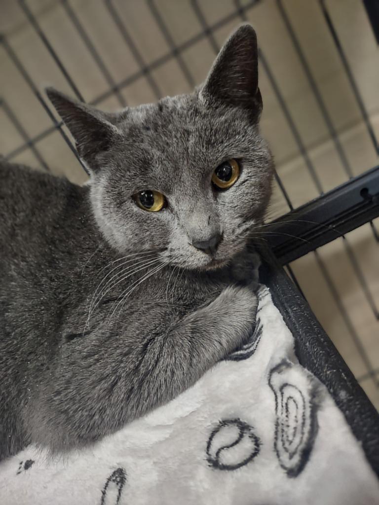 Shania Twain, Adoptable, Kitten Female Domestic Short Hair.